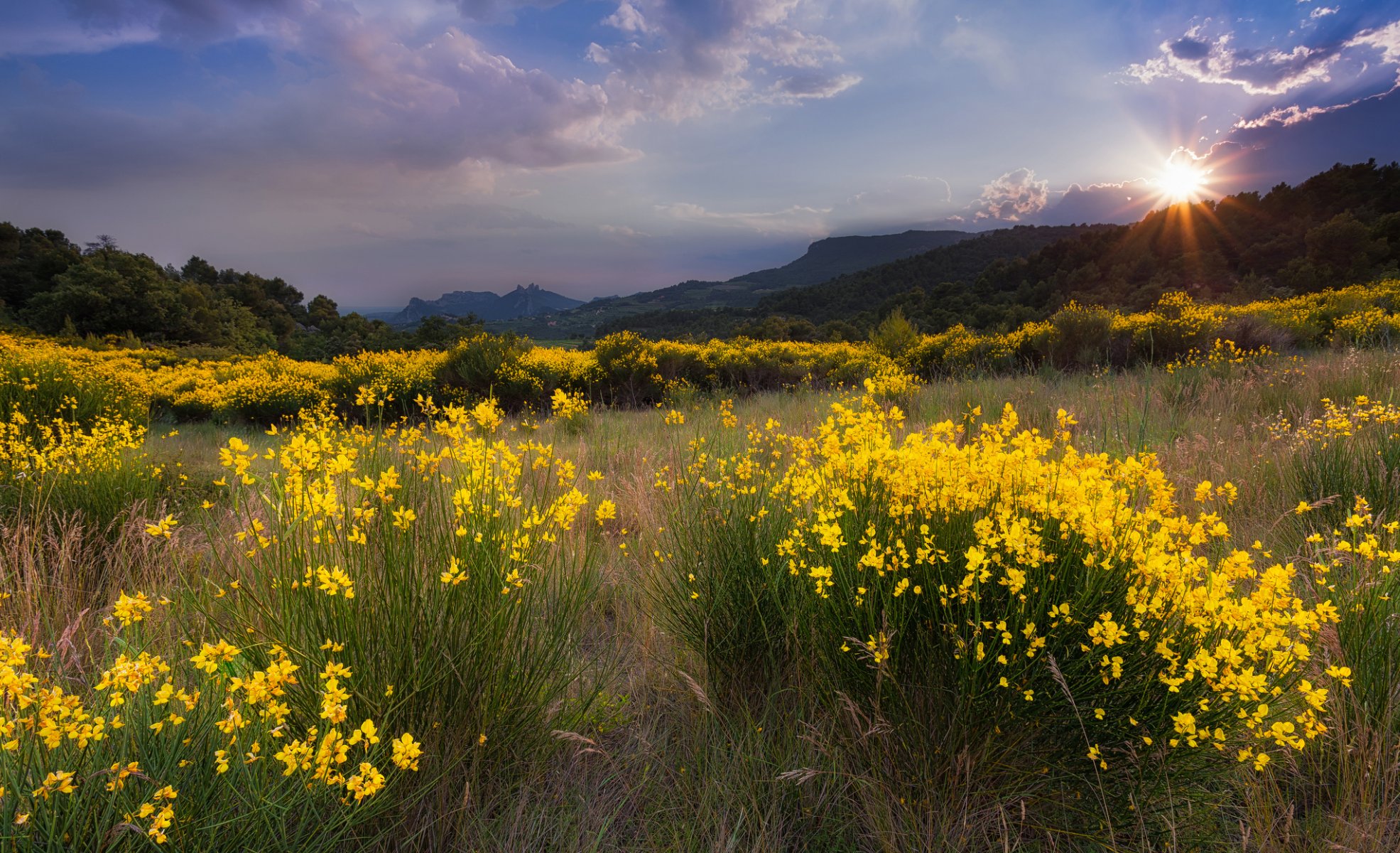 paesaggio natura radura fiori giallo erba sole tramonto montagne alberi nuvole