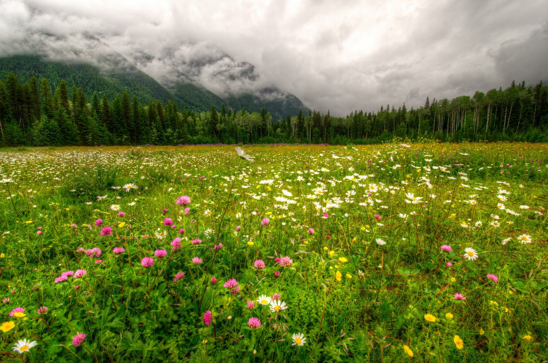 park kanada berge wald landschaft robson provinziell gras wolken hdr natur foto