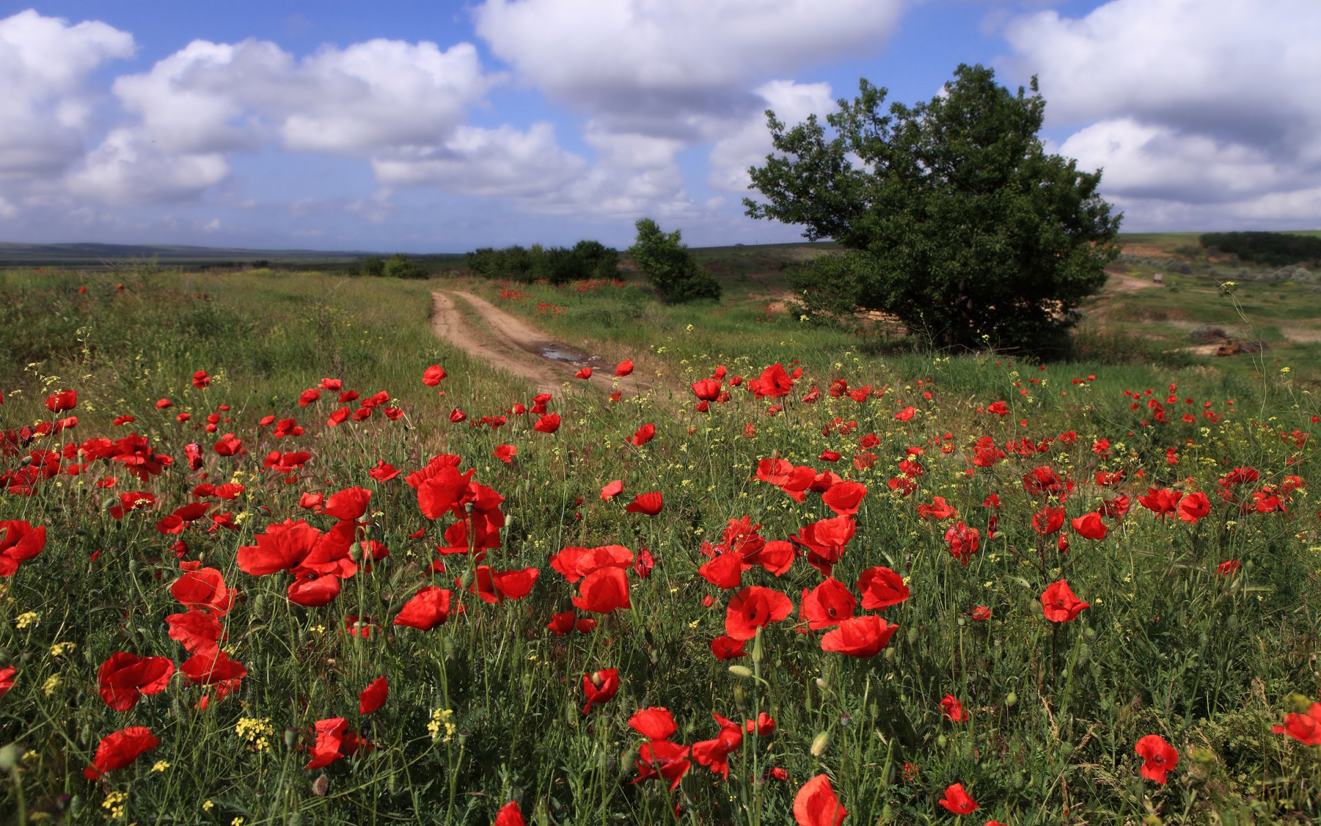 fleurs coquelicots ciel taman