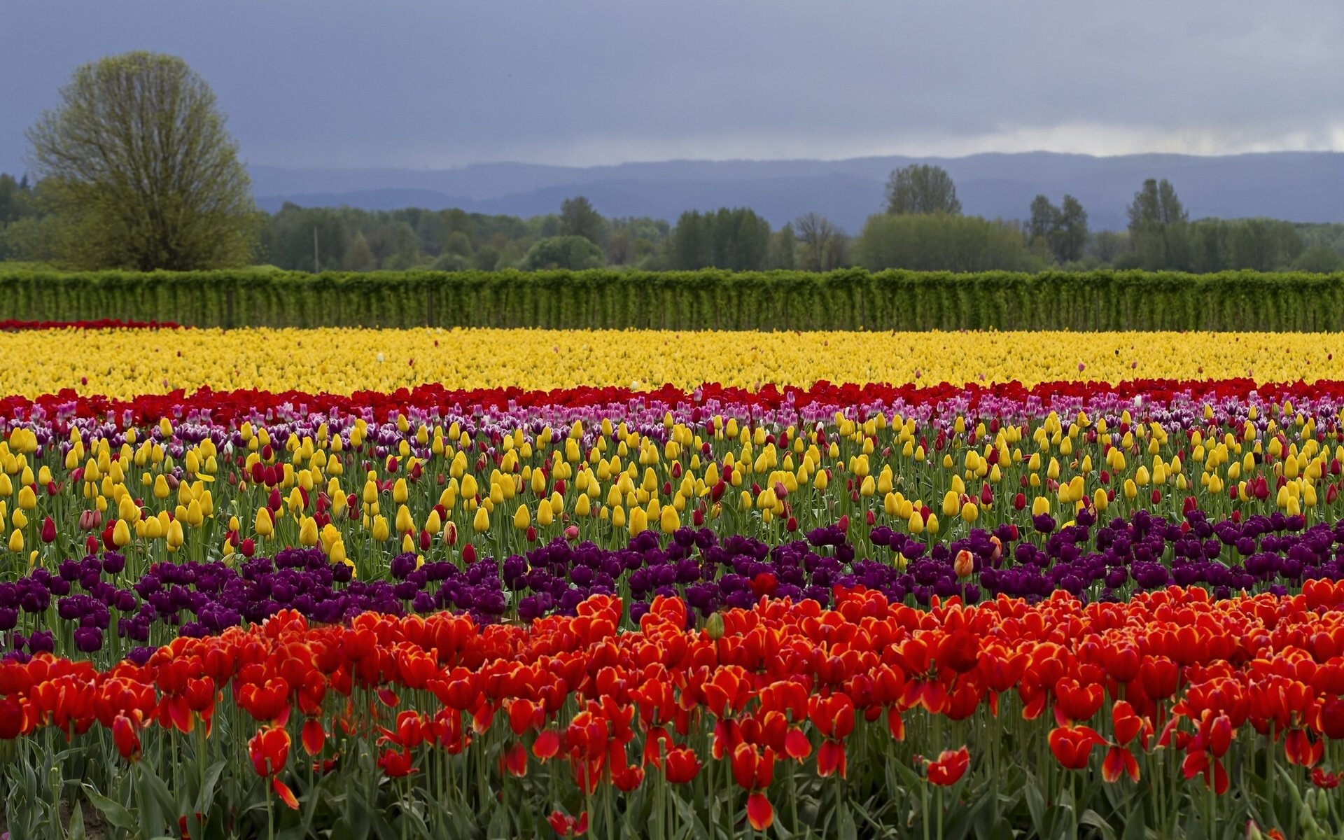 fleurs tulipes champ