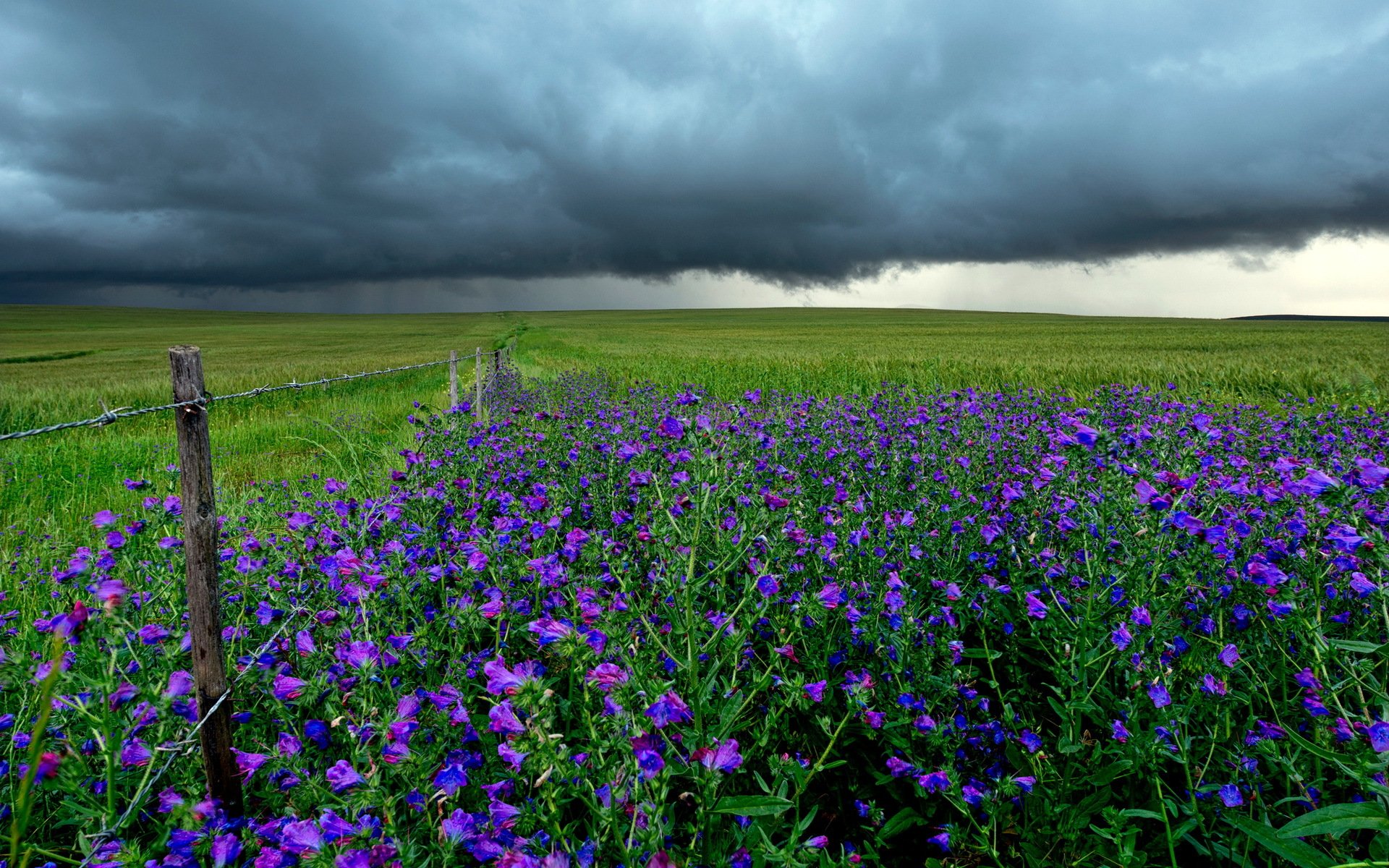 the field fence flower clouds landscape