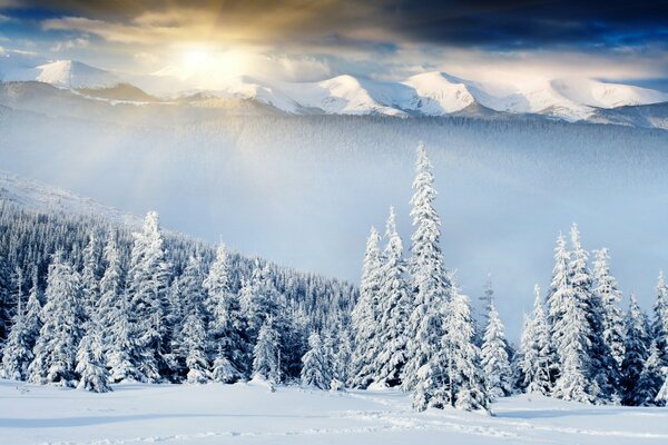 Amanecer helado sobre el bosque nevado de invierno