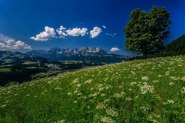 Alps mountains meadow flowers