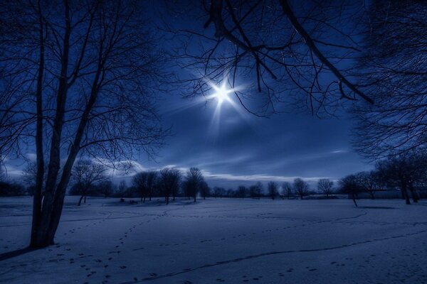 Hermosa noche de invierno, silueta de árboles