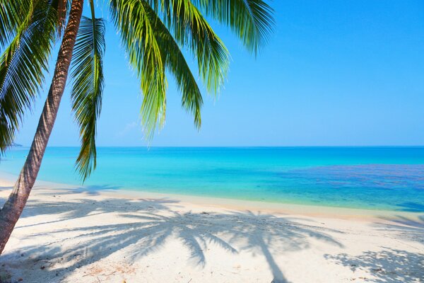 Тропический пляж и тень пальмы на песке