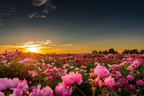 Sunset on a field with lots of flowers