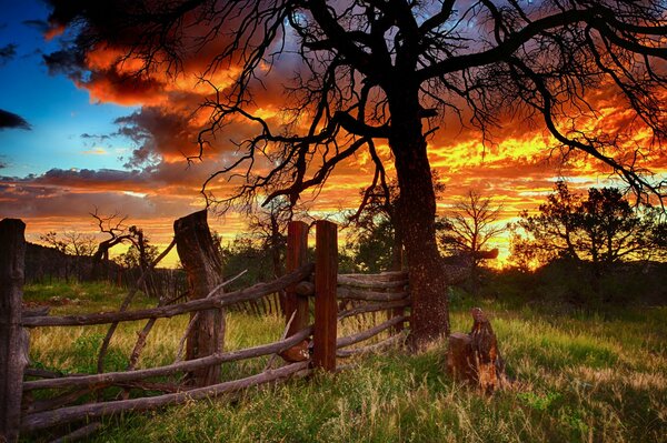 There is a fiery sunset behind the tree