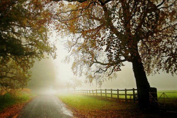 Carretera con niebla de otoño