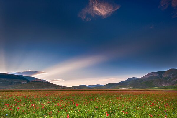 Campo di papaveri sotto il cielo italiano