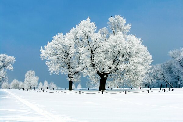 Zdjęcie parku zasypanego śniegiem