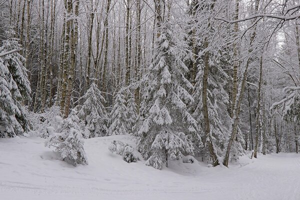 Schneereicher Winter im Wald