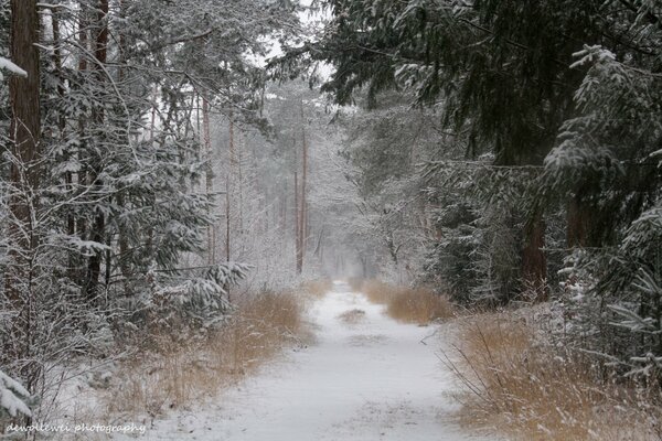 Zimowa leśna droga w śniegu