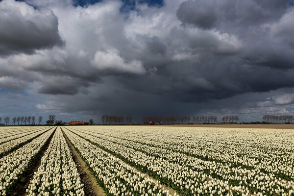 A large field of white tulips