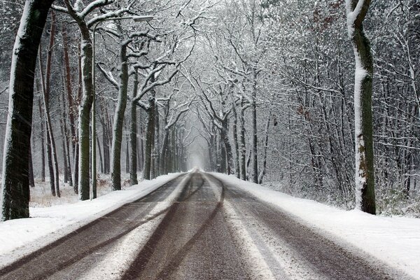 Camino de invierno entre los árboles en el bosque