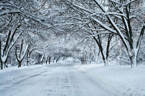 Strada innevata con alberi nella neve