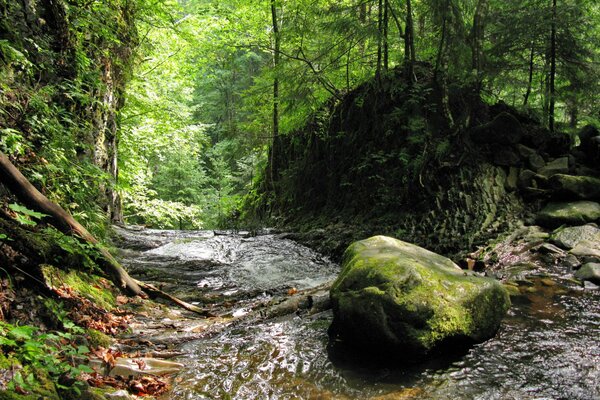 Fondo de pantalla bosque río