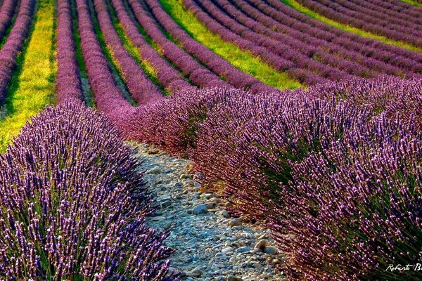 Lavender fields in full bloom