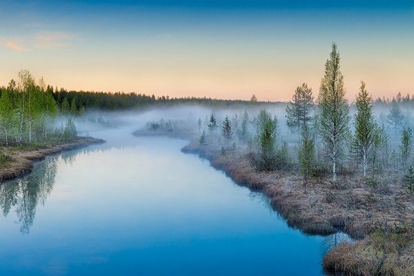 Fog landscape in birch grove