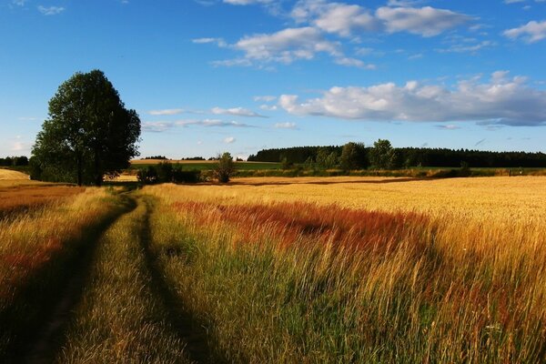 Ein gelber Roggen wird auf dem Feld gehämmert