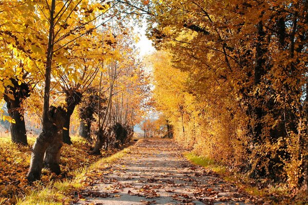 Дорога между осенними деревьями
