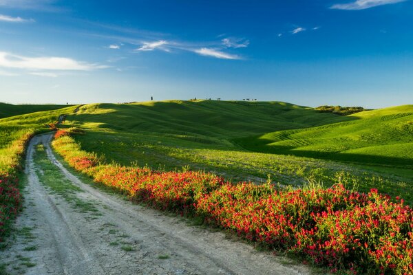 Tuscan landscape. The road to the field