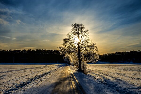 Frostiger Morgen. Baum auf der Straße in einem schneebedeckten Feld