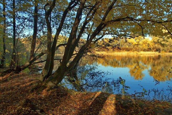 Baum am Flussufer im frühen Herbst