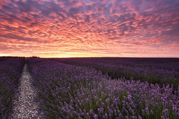 Campo de lavanda al atardecer