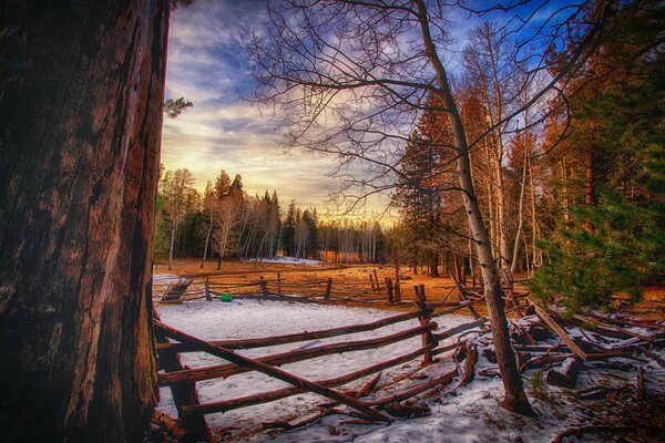 Winter evening in the woods by the fence