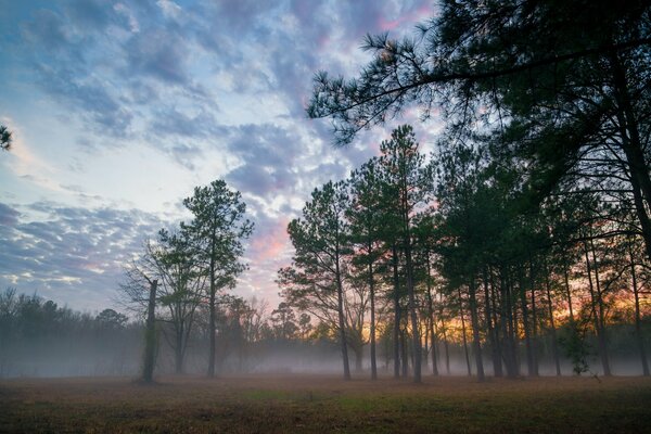 Misty forest at sunrise