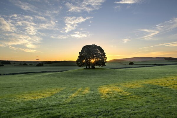 A lonely tree in a meadow at dawn