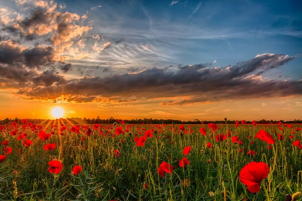 Poppy field at sunset