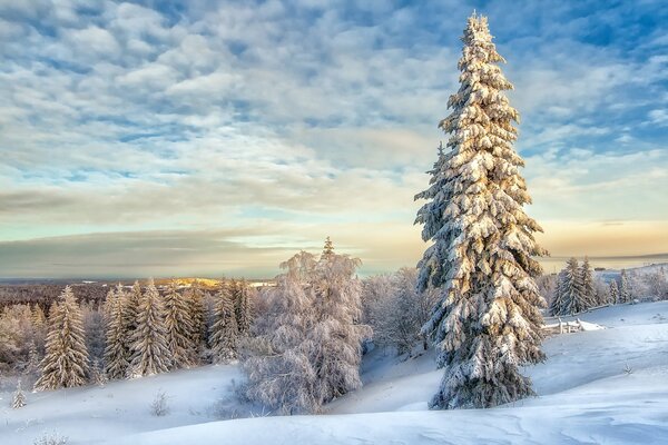 Paysage d hiver des sapins enneigés