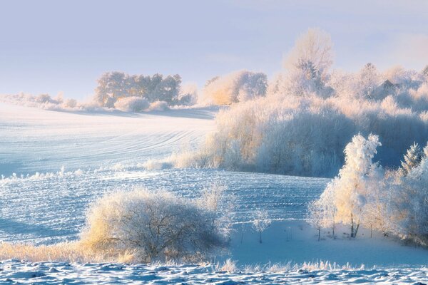 Cielo. Invierno. Nieve. bosque