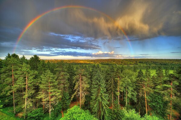 Foresta con alberi tra le nuvole. Arcobaleno nel cielo tra le nuvole