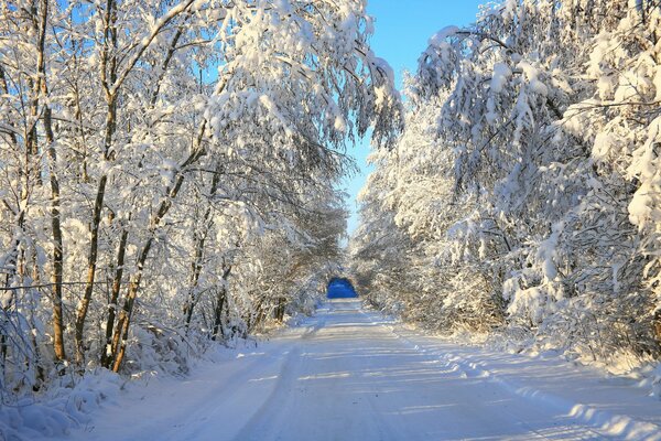 Paysage d une journée d hiver glaciale