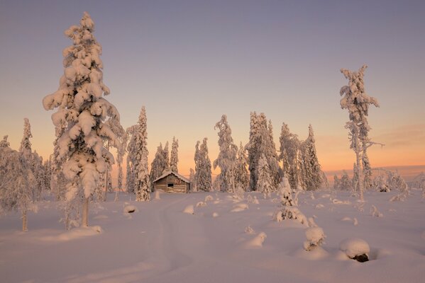 Snowy forest. A hut in the forest