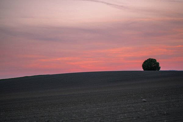 Samotne drzewo na wzgórzu o zachodzie słońca