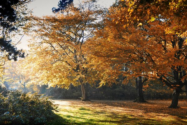 Park jesień żółte liście