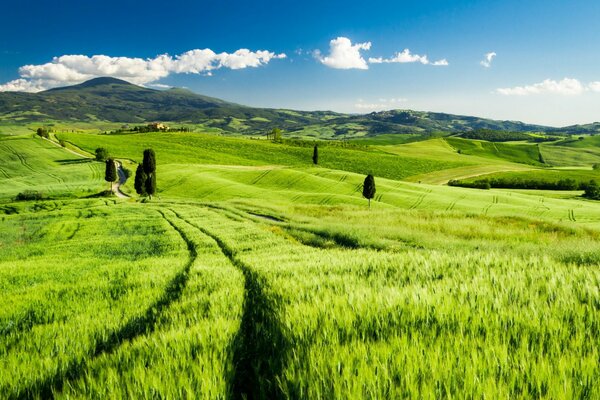 Beau champ vert en Toscane