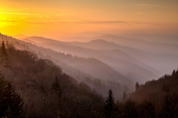 Matin brumeux dans les forêts de montagne