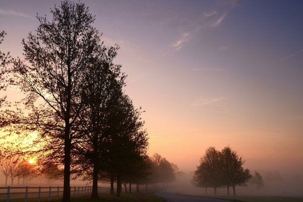 Утренний туман на дороге