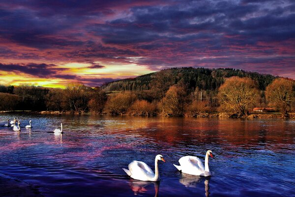 Cigni sul fiume al tramonto