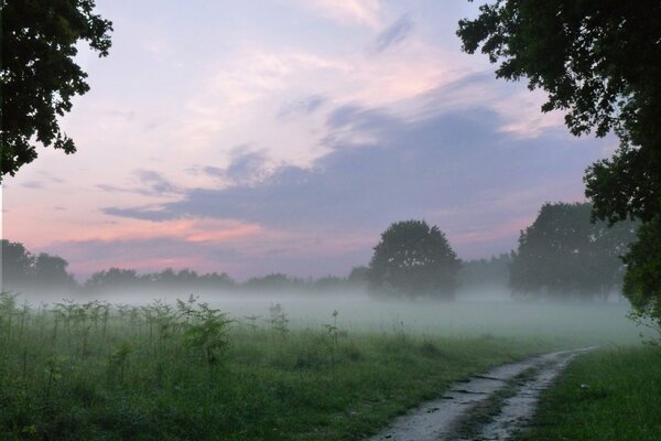 Die Straße im Wald verläuft im Nebel