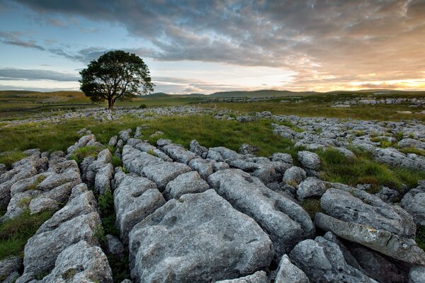 Die Landschaft im Feld besteht aus Steinen, Bäumen und einem Sonnenuntergang