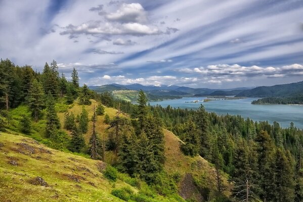 Spruce forest on the background of the lake