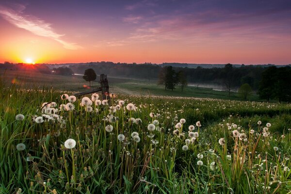 Beaucoup de pissenlits dans la lumière du coucher du soleil