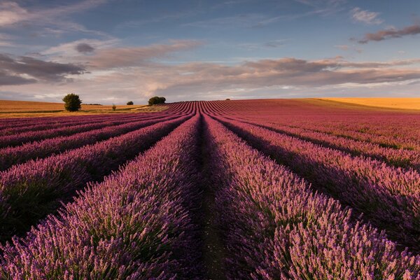 Lavender field stretching into the sky