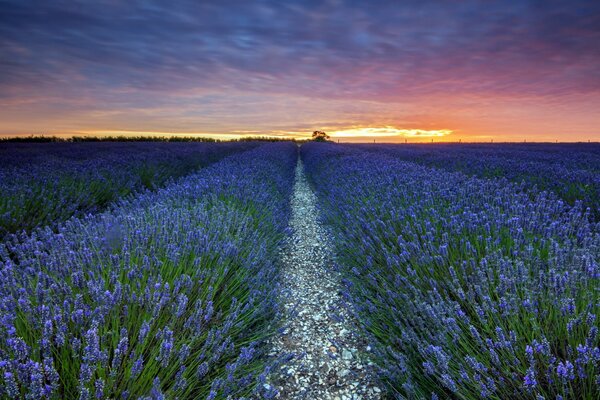 Puesta de sol de verano sobre un campo de lavanda