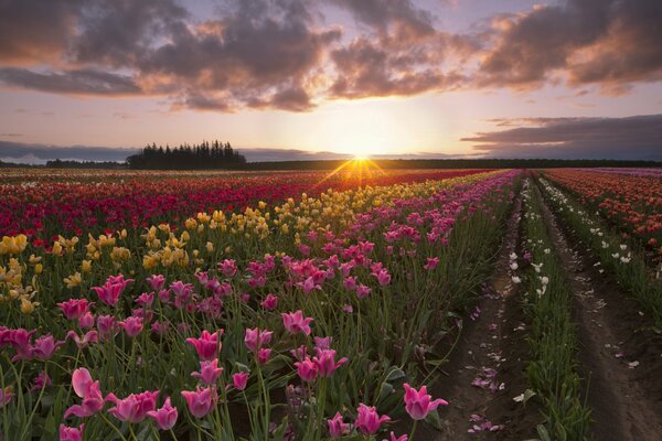 A field of tulips on the background of a garden with the sun